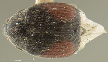 Media type: image;   Entomology 8195 Aspect: habitus dorsal view